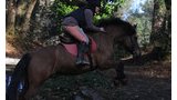 Stages d'équitation