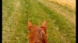 Balades et randonnées à cheval