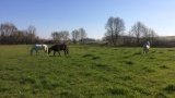 Pension chevaux