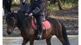 Stages d'équitation