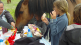 Cours d'équitation