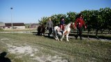 Balades et randonnées à cheval