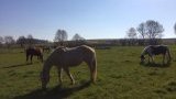 Pension chevaux