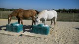 Pension chevaux