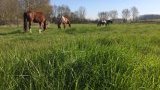 Pension chevaux