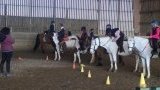 Stages d'équitation