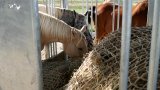 Cours d'équitation