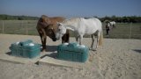 Cours d'équitation