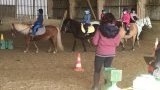 Stages d'équitation