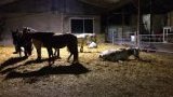 Pension chevaux