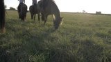 Balades et randonnées à cheval