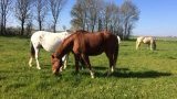 Pension chevaux