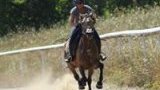 Stages d'équitation