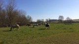 Pension chevaux
