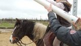 Stages d'équitation
