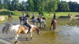 Stages d'équitation